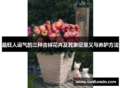 最旺人运气的三种吉祥花卉及其象征意义与养护方法
